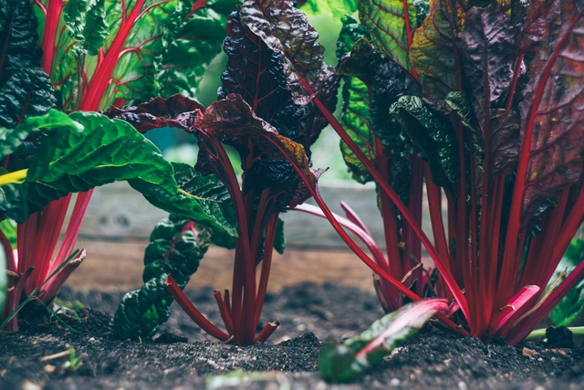 Chard