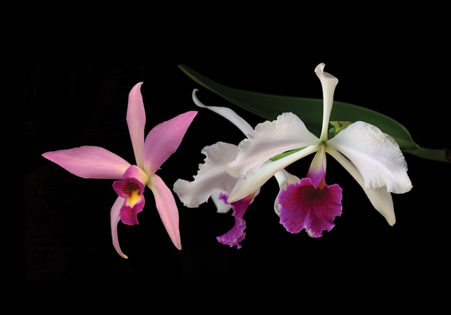 Party Time Combination Essence