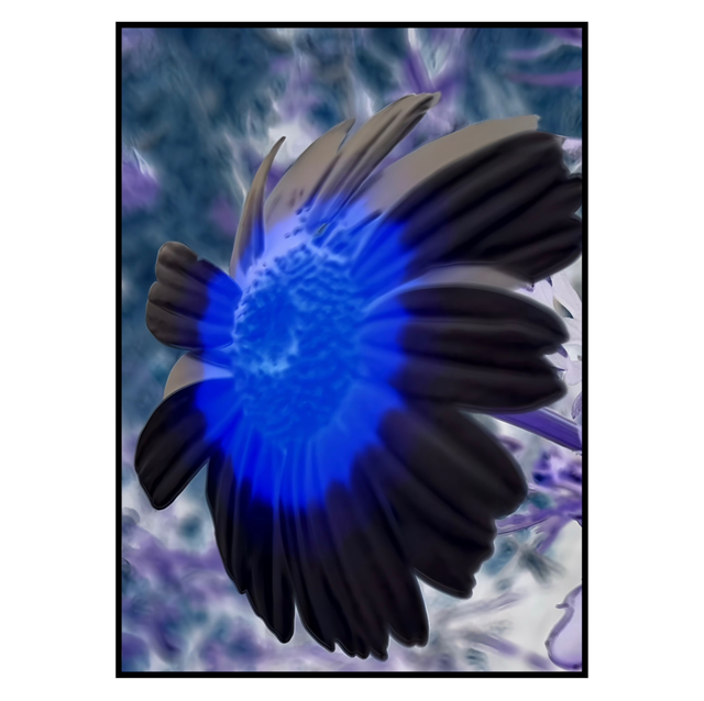 NV 017