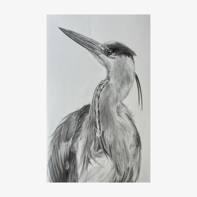 The Blue Heron | 150 x 102 | Houtskool op Papier
