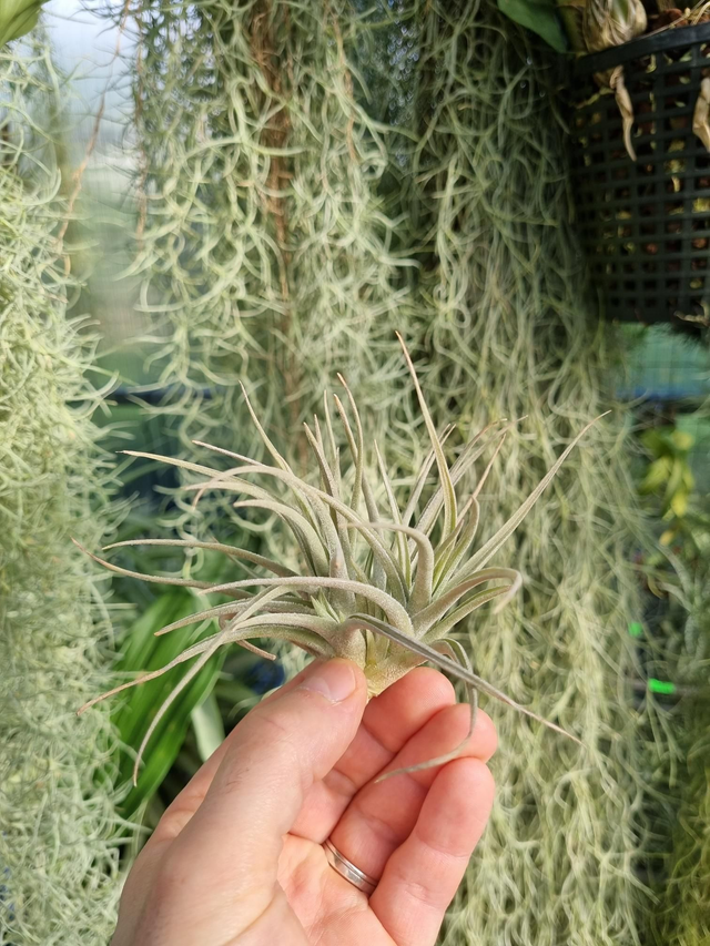 Tillandsia toropiensis 