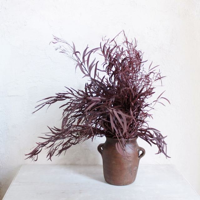 005 Eucalipto PRESERVADO Nicoly, Vino. Paquete