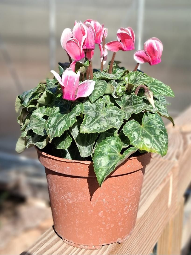 P27 . Ciclamino mini