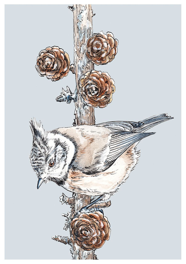 Crested Tit Print - After an original ink and watercolour illustration