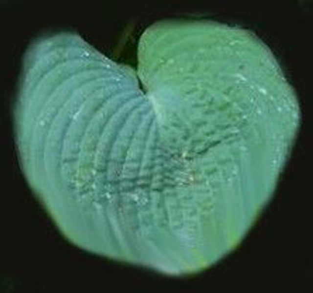 Hosta 'Blue Mammoth' 