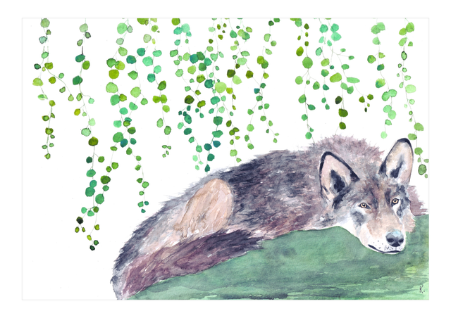 Loup allongé