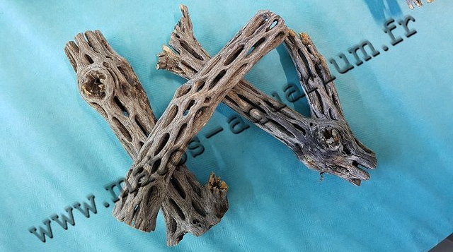 Bois de Cactus XL
