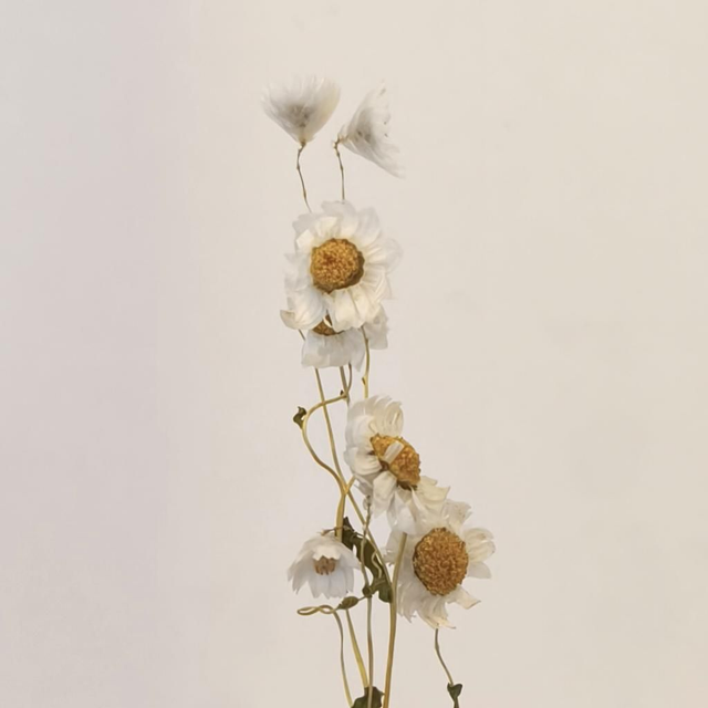 Marguerite séchée – Fleur naturelle pour bouquets champêtres, couronnes et déco florale