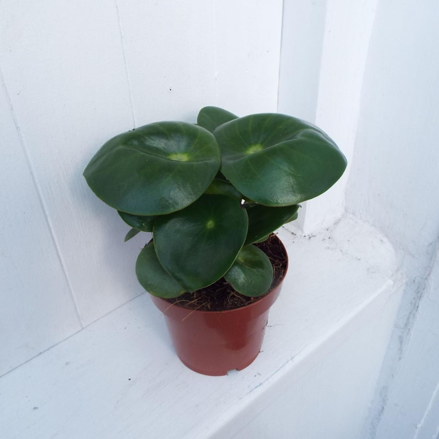 Peperomia Raindrop