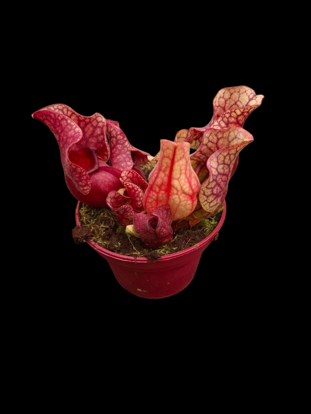 Sarracenia purpurea 'Venosa' 