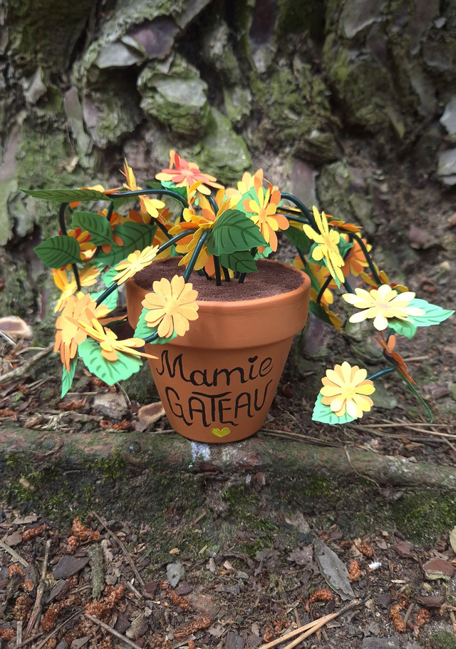 Baby plante " mamie gateaux"