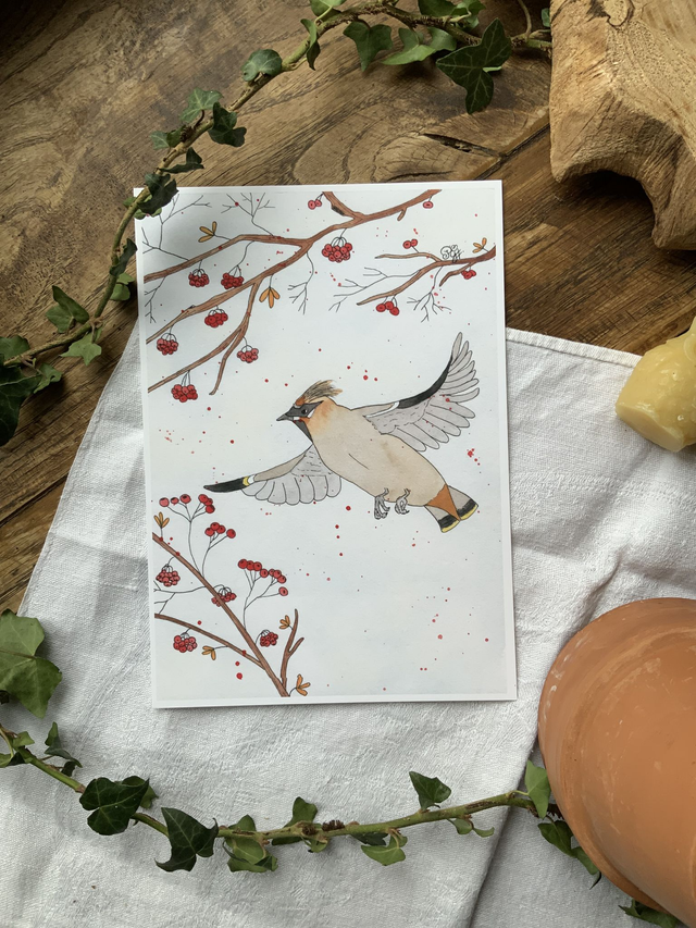 Reproduction A5 « Jaseur boréal »