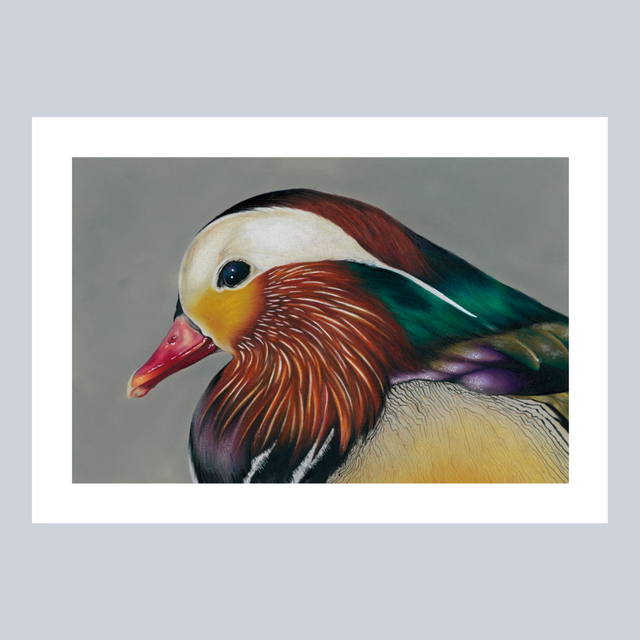 Reproductions - Canard Mandarin N°1
