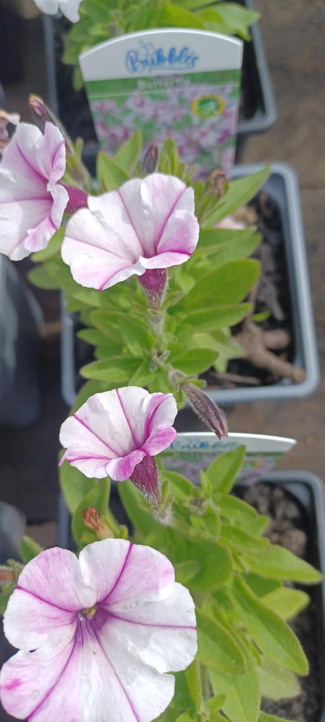 Petunia Bubbles Butterfly