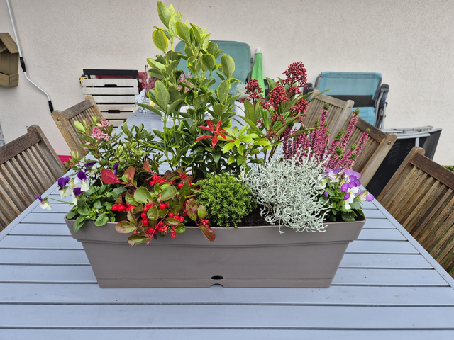 Jardinière 50cm + soucoupe 10 plantes
