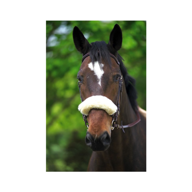 Fourreau de muserolle CSO mouton