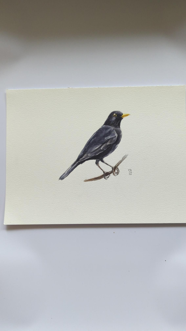 Merle sur une branche