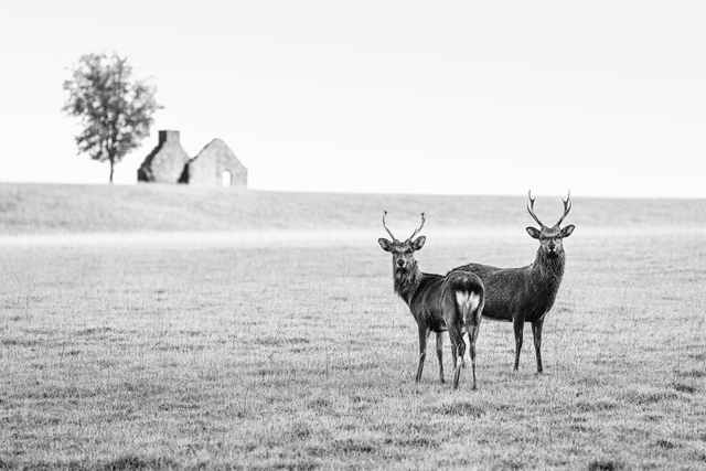 Signed Limited Edition Print - Sika Stags and Old Lodge
