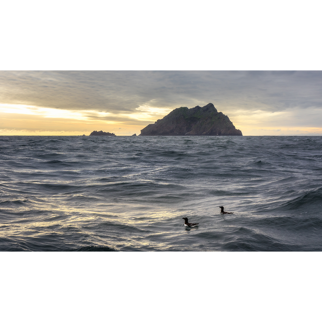 Razorbills - An Tiaracht