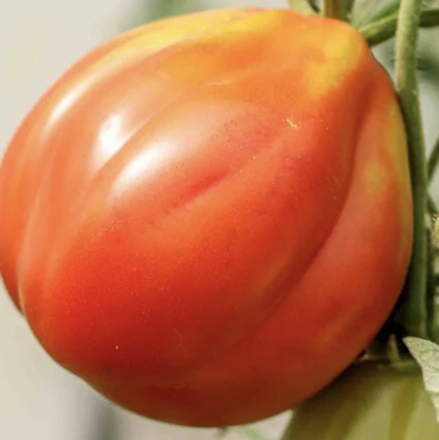 Tomate Coeur de Bœuf de Nice Bio