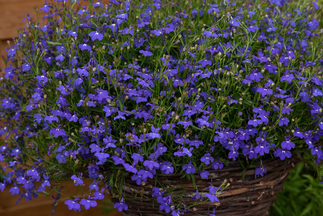 Lobelia Trailing (Fountain Dark Blue) - Tray of 6 plants