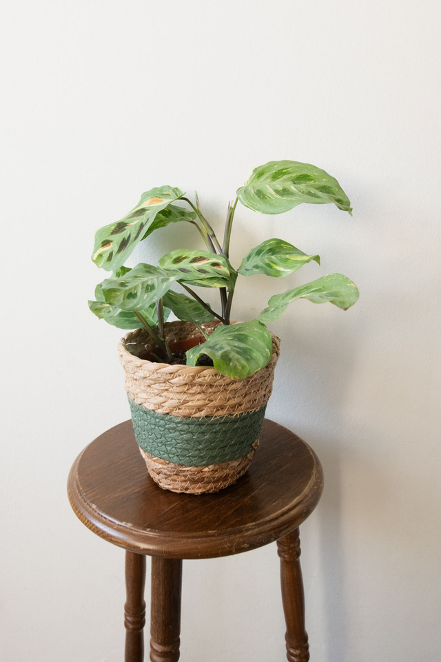 Cache pot tressé beige &amp; vert 💚