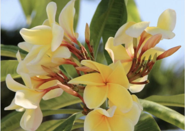 P’tit métal monoï - 93gr