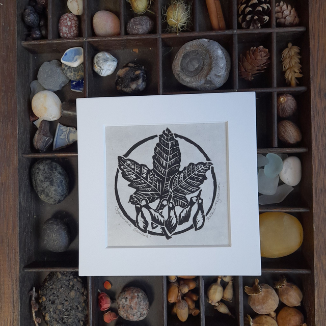 Mini Prints - Nature series Trees &amp; Fungi  Larger Mounts