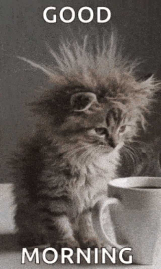 Did you try to adopt a cat?