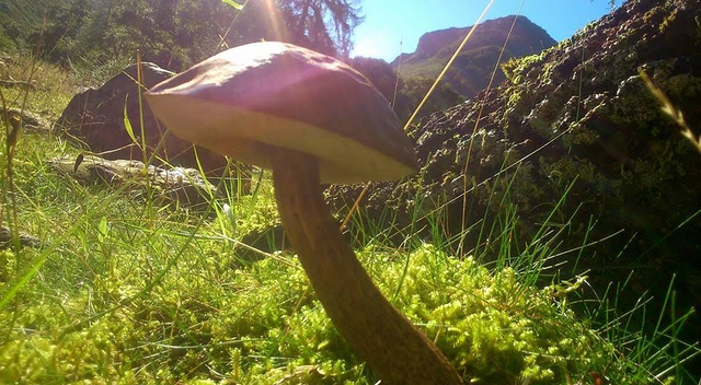 Adult forager voucher