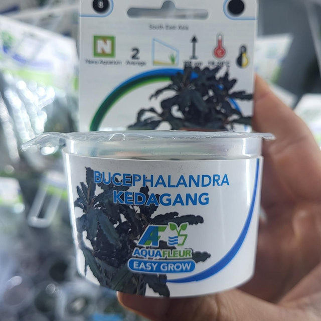 Easygrow Bucephulandra Kedagang 8715897352157