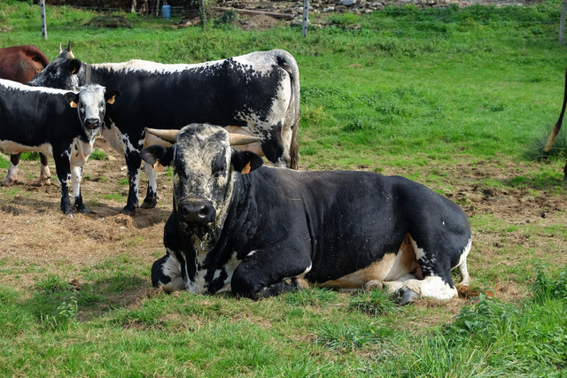 Colis de Veau élevé sous sa mère. Prix au Kg, colis d'environ 5 kg - paiement en ligne d'un acompte d'1 kg. - SEPTEMBRE