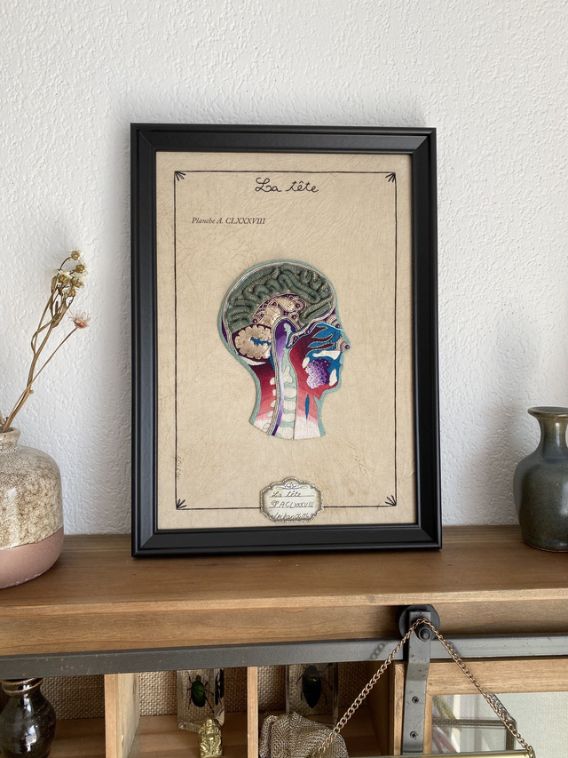 Planche anatomique clxxxviii la tête 