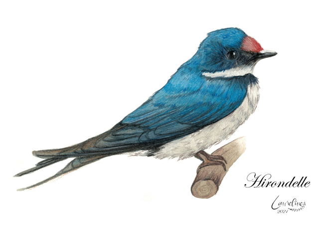 Carte postale Hirondelle 