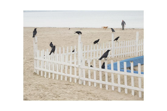 15 by 10 inch print. Weymouth trampoline crows.