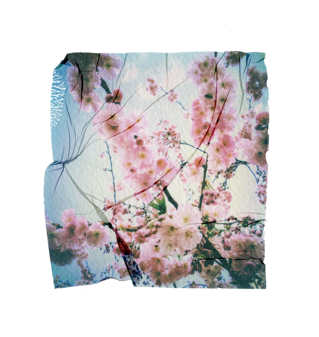 Polaroid Emulsion Lift Cherry Blossom - 12x12 inches