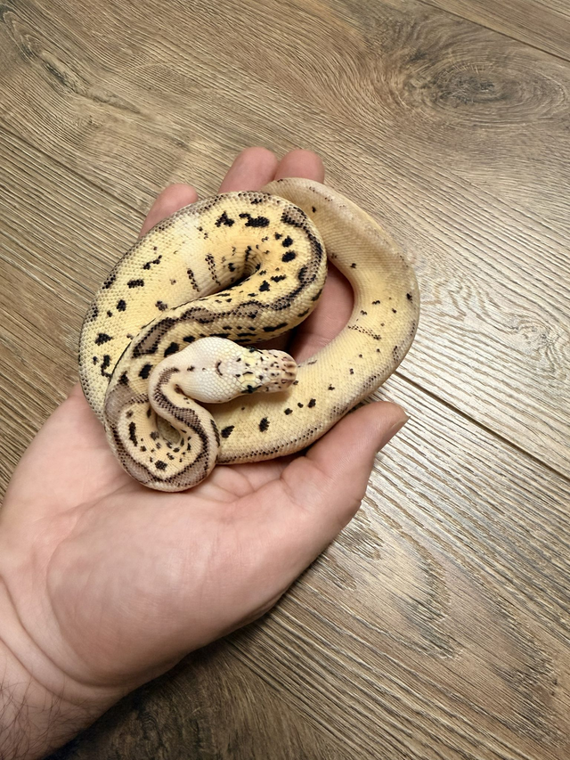 CB26 Super Pastel Batman Female