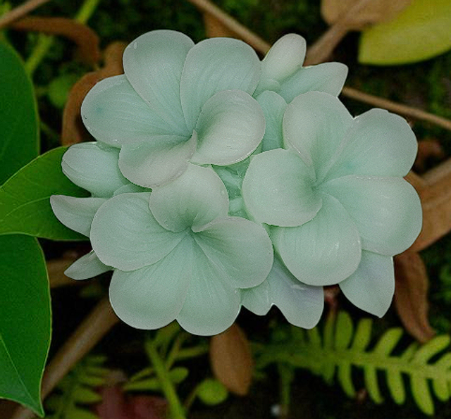 Fondant parfumé "Sapin givré"