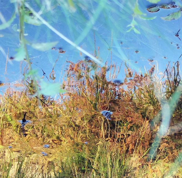 Ajonc fougère bruyère