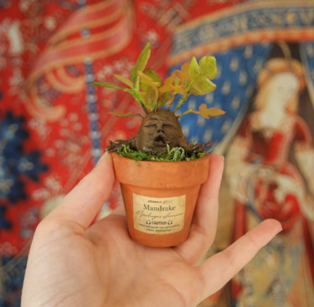 Mandragore - mandragora officinarum