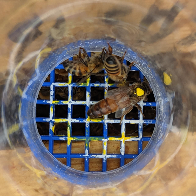 Adopt a Brummie Bee - queen bee 