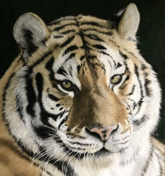 Greeting Card 'SAMBA'  (FELIDA Big Cat Sanctuary)  