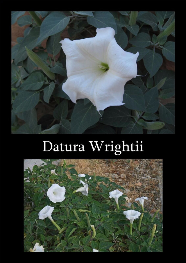 100 graines Datura wrightii meteloide rare seeds samen wicca semilla stramoine