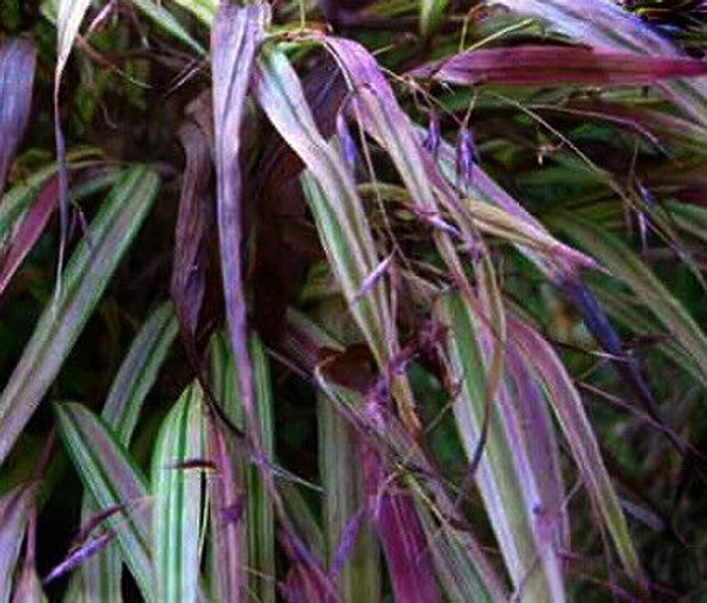 Hakonechloa macra 'Naomi' 1 litre