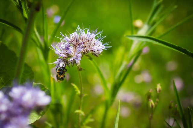 Hummel