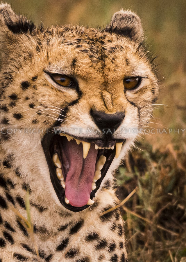 Seriously! A male Cheetah is most indignant as mating Lions steals his food. 
