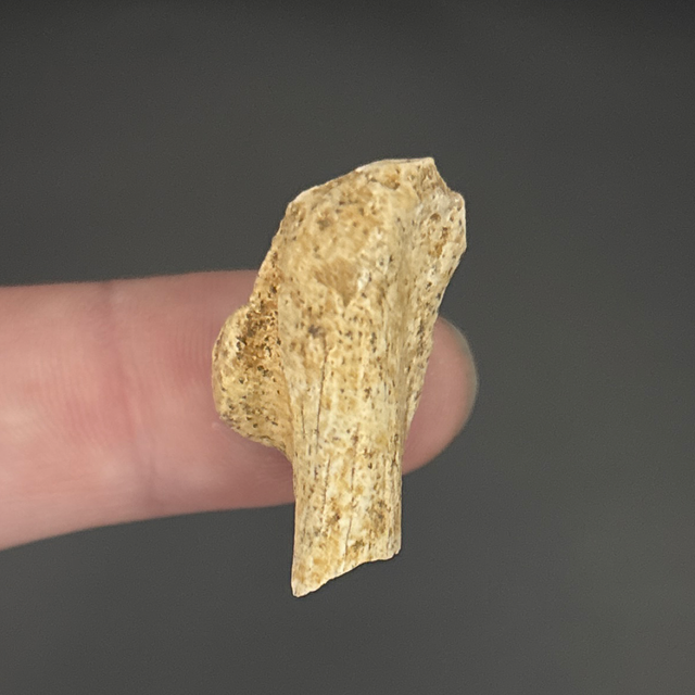 Cave Bear Bone Fragment