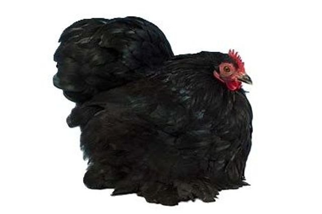 Poule naine Bantam de Pékin noire