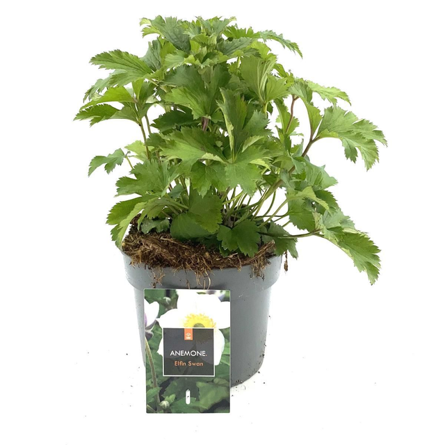 A04 . Anemone 'Elfin Swan'