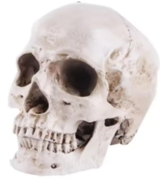 Prachtig schedel beeld 1:1 realistisch (19cm) Nieuw. 